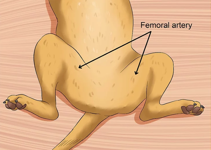 Dog femoral artery ALL copy.png